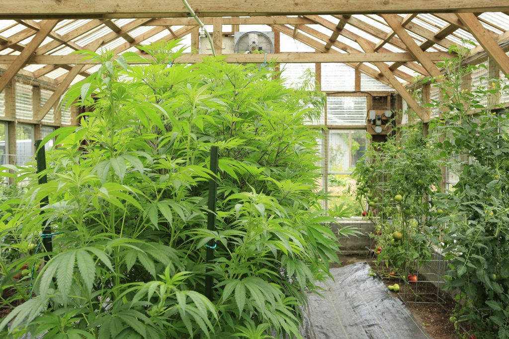 Cannabis Business Insurance