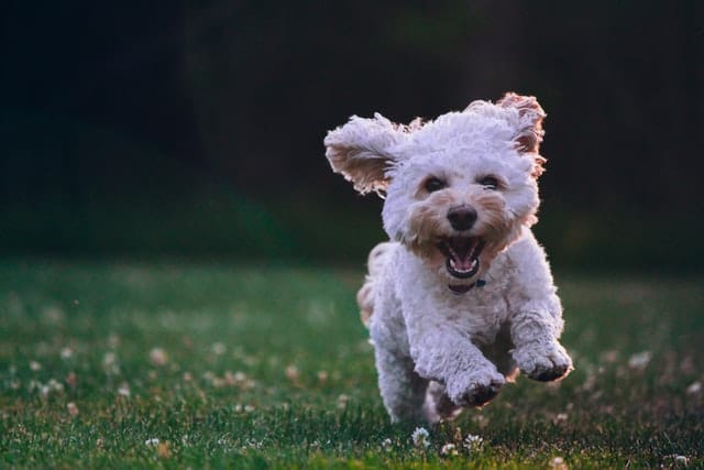 Dog Groomer